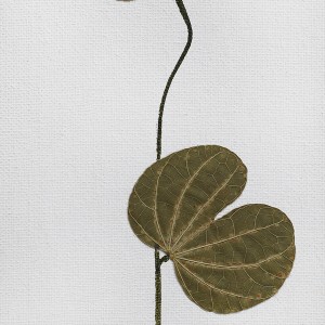 CRAFT WITH NATURAL LEAFS