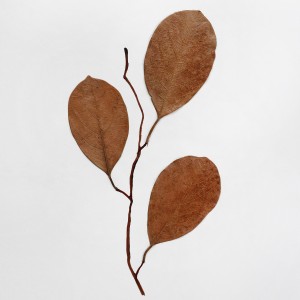 CRAFT WITH NATURAL LEAFS