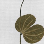 CRAFT WITH NATURAL LEAFS