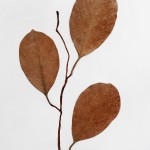 CRAFT WITH NATURAL LEAFS
