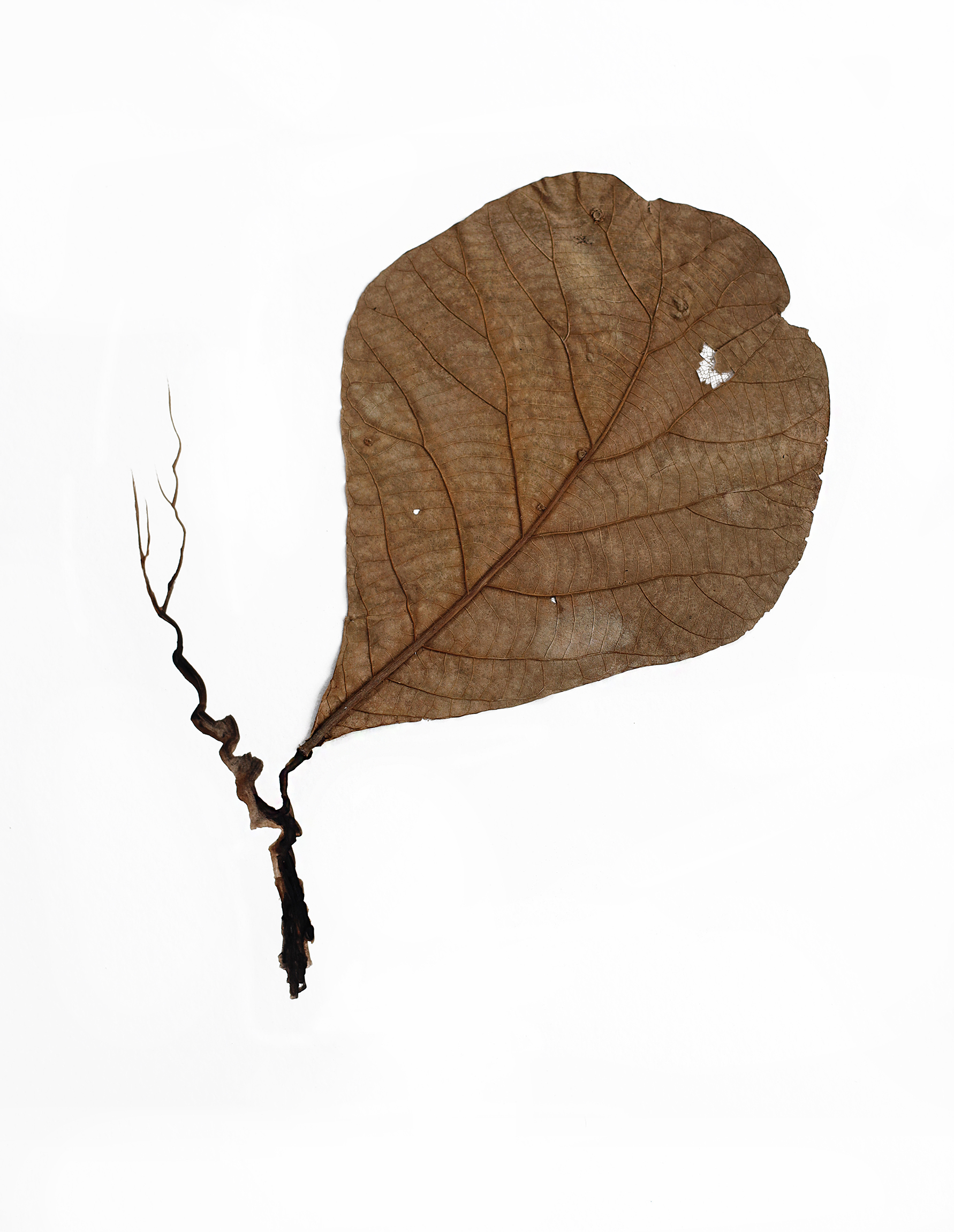CRAFT WITH NATURAL LEAFS